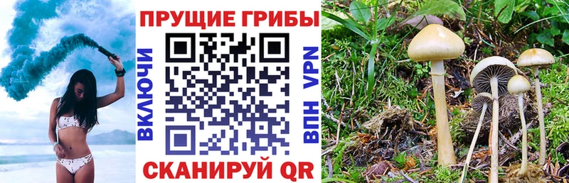 купить   Ижевск  дарк нет клад  Псилоцибиновые грибы мухоморы 